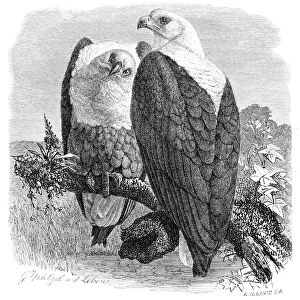African fish eagle engraving 1892