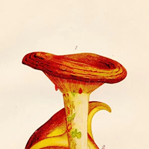 Agaricus mushroom illustration 1891