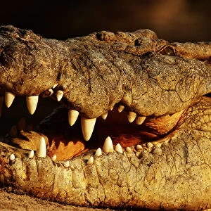 Alligator (Alligator Sp. ), Close Up