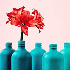 Amaryllis in painted bottle vase