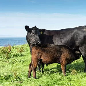 Black Aberdeen Angus calf suckling, with cow, Caithness, Scotland, United Kingdom, Europe