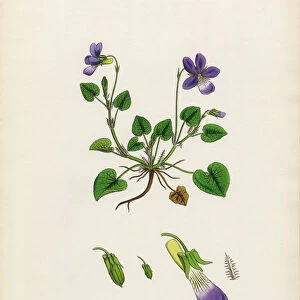 Gerardeas Dog Violet, Viola Riviniana, Victorian Botanical Illustration, 1863