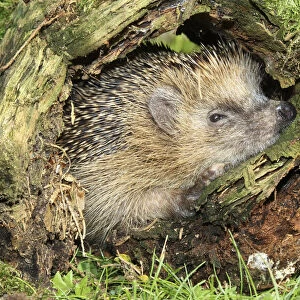 Hedgehog -Erinaceus europaeus- in old tree stump, Allgau, Bavaria, Germany