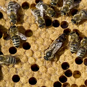 Honey bees -Apis sp. - on a honeycomb, queen bee at centre, Germany