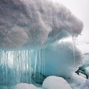 Icicles and Melting Sea Ice, Svalbard