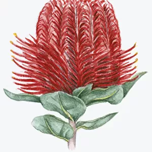 Illustration of Banksia coccinea (Scarlet Banksia), with red flower and green leaves