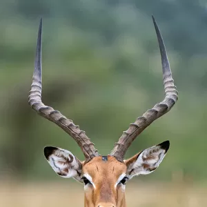 impala portrait on Serengeti in Tanzania