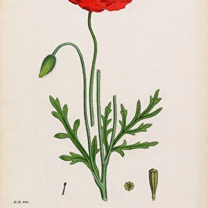 Lamotteas Poppy, Papaver Lamottei, Victorian Botanical Illustration, 1863
