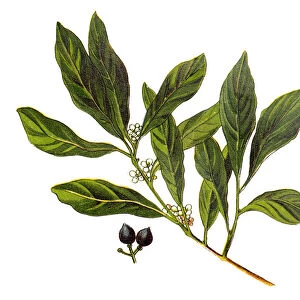 Laurus nobilis (bay laurel, sweet bay, true laurel, Grecian laurel)