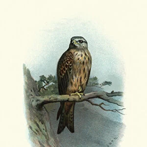 Natural history, birds of prey, Red kite (Milvus milvus)