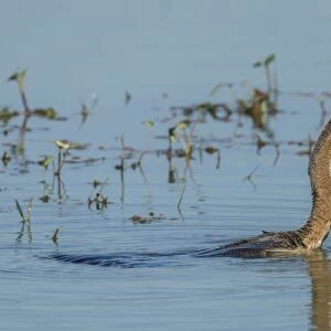 Oriental Darter -Anhinga melanogaster-, Keoladeo National Park, Rajasthan, India