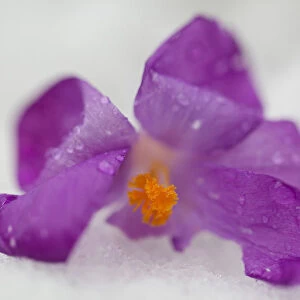 Purple Crocus Flowers in Snow