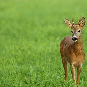 Roe Deer -Capreolus capreolus-, young buck, Allgaeu, Bavaria, Germany, Europe