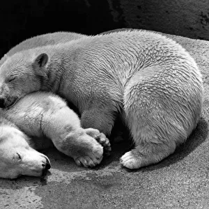 Russian Polar Bears