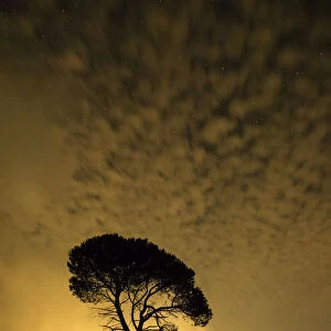 Silhouettes of two pines one night with hazes