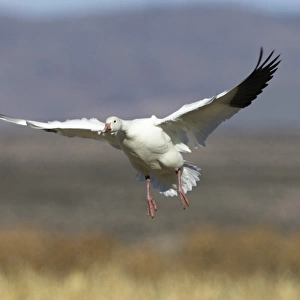 Snow Goose (Anser caerulescens atlanticus, Chen caerulescens) during landing, Bosque del Apache Wildlife Refuge, New Mexico, USA