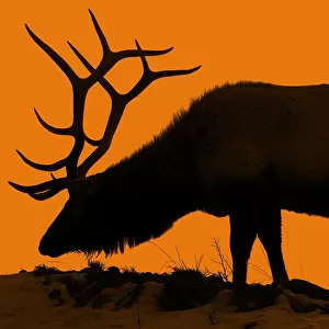 Solitary Elk Silhouette