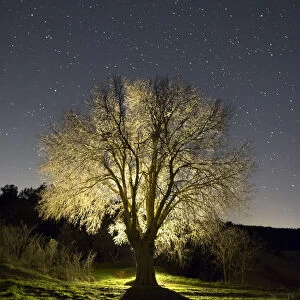 Tree without leaves one winter night starred