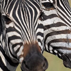 Animals-Zebra-Kenya-Mara