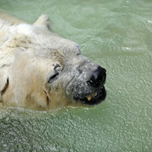 Argentina-Canada-Animals-Polar Bear-Zoo