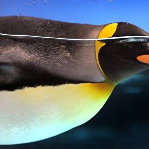 Australia-Animal-Penguin