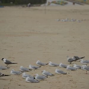 Australia-Beach-Birds