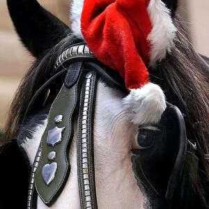 Australia-Christmas-Horse with Hat
