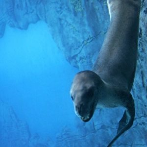 Australia-Zoo-Marine Wildlife-Seal