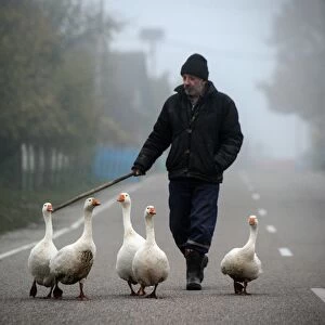 Belarus-Geese-Animals-Feature