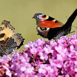 A butterflies searches for food on a buddleia flower, on August 4, 2013 in Godewaersvelde