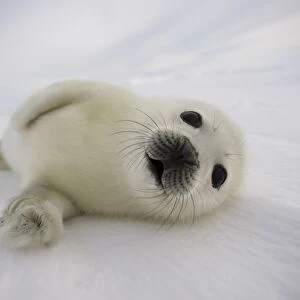 Animals Collection: Seals & Sea Lions