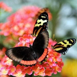 Colombia-Environment-Butterflies