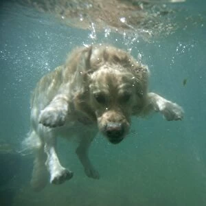 Corso the Dog Swims into the Guadiaro River