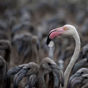 Flamingos, Fuente de Piedra Lake