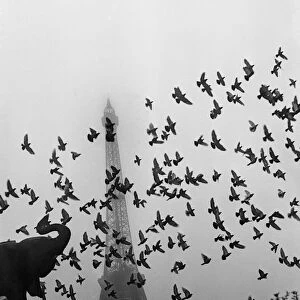 Flight of pigeons in front of the Eiffel Tower
