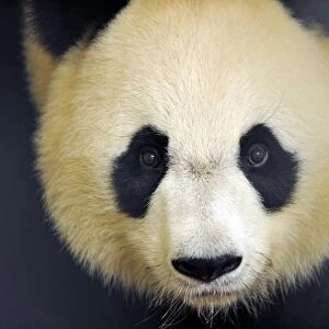 France-Animal-Zoo-Panda