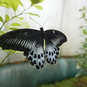 France-Art-Butterflies