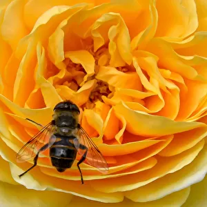 France-Bee-Flower-Nature-Yellow-Rose