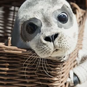 Germany-Animals-Seal