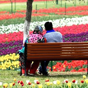India-Kashmir-Tourism-Tulips