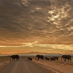 Kenya-Nature-Conservation-Animal-Elephant-Wildlife-Feature