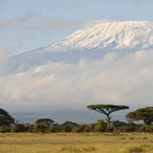 Kenya-Park-Kilimanjaro
