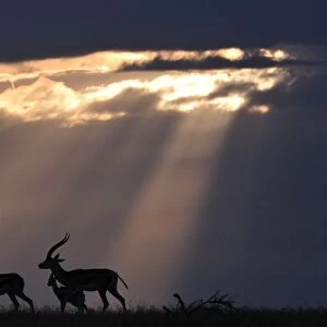 Kenya-Wildlife-Animals-Antelope