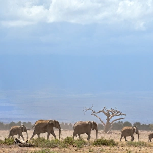 Kenya-Wildlife-Elephants