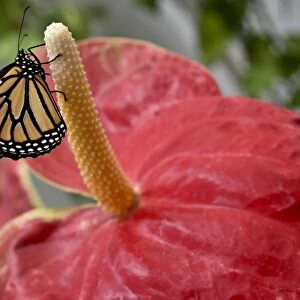Mexico-Nature-Butterflies