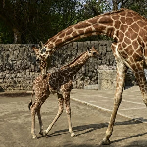 Mexico-Zoo-Giraffe