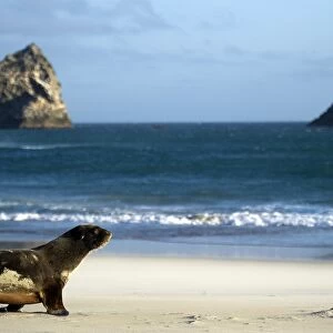 New Zealand-Feature-Sea Lion