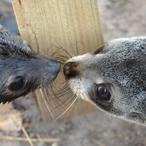 New Zealand-Wildlife-Seals