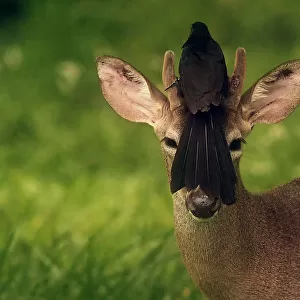 Salvador-Wildlife-Animal-Deer-Bird