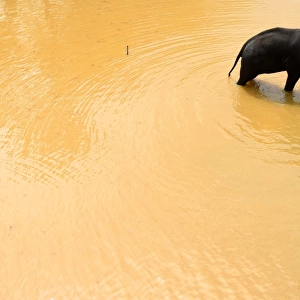 Sri-Lanka-Elephant